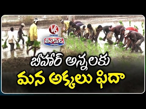 Labour Shortage Hits Yasangi Season, Bihar Workers Step In for Paddy Plantation | V6 Teenmaar