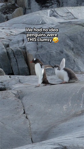 Antarctica Penguins: Graceful or Goofy?