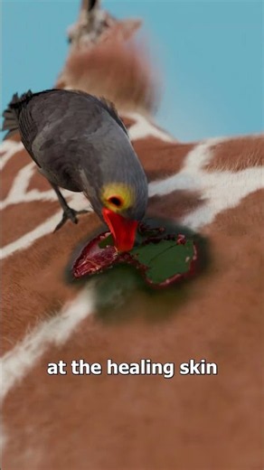 The Bird That Feeds On Giraffe Blood 😨