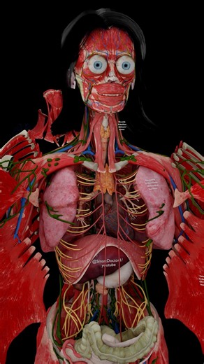 From Muscles to Internal Organs 🫁🫀🧠