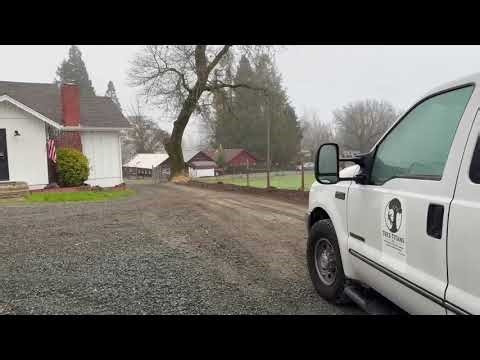 Dangerous hollow oak tree falling near house! 