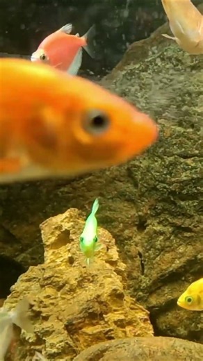 Satisfying Fish School Swirl Loop Perfect Focus For Hyperactive Cats Calm ShortsRelax Fun Play Watch
