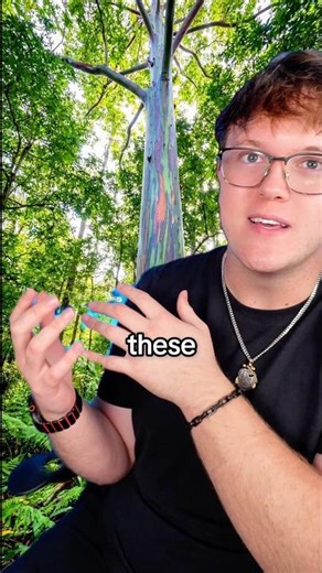 The Truth About My Rainbow Tree…