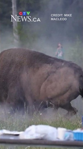 Massive bison tosses tourist into the air at Yellowstone National Park