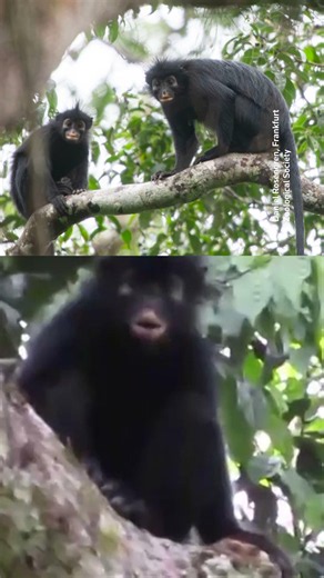 Newly identified monkey species found in Congo