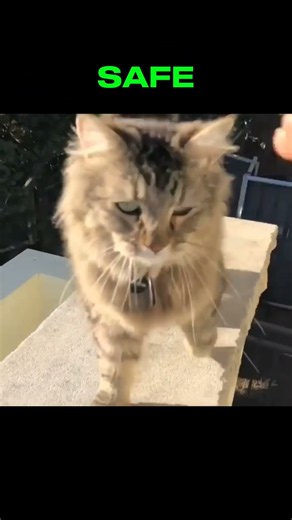 Catchy & Viral:CRASH OR SAFE? Episode 3! 🐱💥