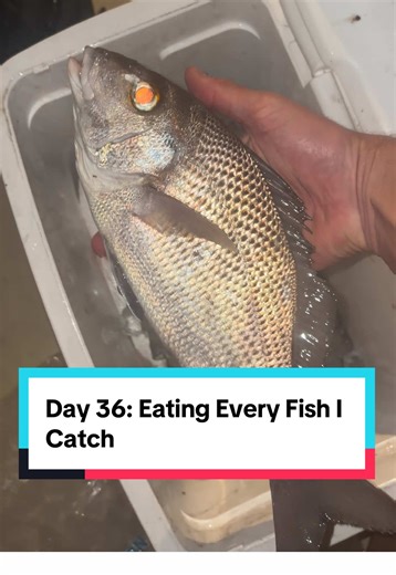 Day 36: Eating every fish I catch #fishing #fishtok #catchandcook #fish #floridafishing