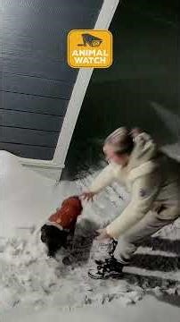 Funniest Animals Videos You've Seen All Year | Caught On Camera