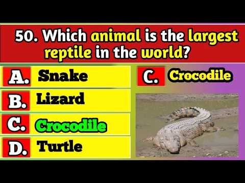 General Knowledge Trivia Quiz | Test Your Brain with Fun Questions & Ultimate Challenge Today!