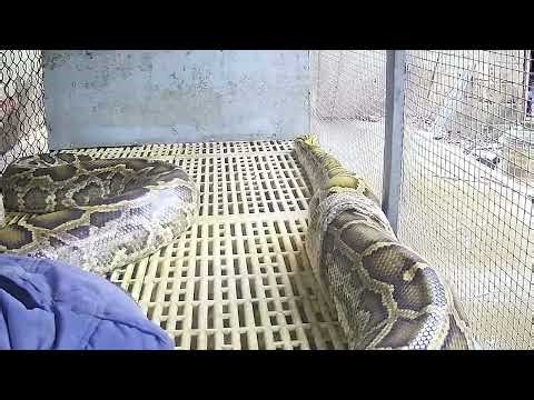 Part 2: Close-Up of a Giant Python Shedding Its Skin 😱 | Incredible Snake Transformation in 4K