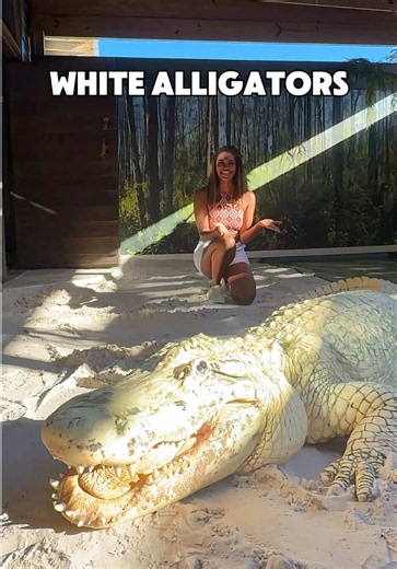 Alligators come in all shapes and sizes and apparently colors too! I got to spend some time with both albino gators & leucistic gators & learned SO MUCH about both! #gators #alligators #floridagators #gatorland #gatorfacts