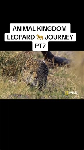 Tiger attack on Deer 🦌 #animals #wildanimals #wildlifeentertainment