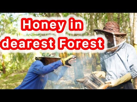 🐝 Pure Raw Honeycomb Harvest – Fresh from My Beehive 🍯