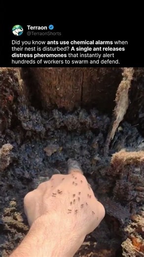 Ant Colony Defense Signal