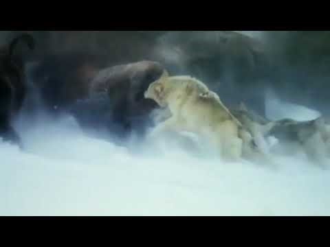 Nature’s Deadliest Battle# Bison vs Wolves# animals# Animals video# BISON# wildlife#hunting