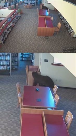 🐻 Bear caught browsing in California library