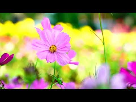 Beautiful Relaxing Hymns, Peaceful piano Music, "Welcome Spring" in 4k by Tim Janis