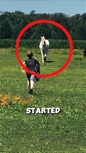 How this horse remembered his little friend 🐴❤️ #horse