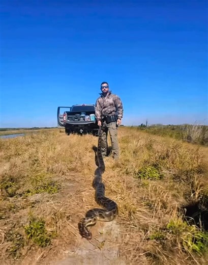 Miccosukee Police Department on Instagram: "Burmese pythons are a destructive invasive species threatening the Everglades by severely impacting native mammals, birds, and reptiles and disrupting the natural balance of the ecosystem. Officer Izquierdo from our Wildlife Unit successfully captured a Burmese python in the Everglades as part of our ongoing efforts, alongside other Tribal departments and local partners, to protect Florida’s natural resources and preserve this fragile ecosystem. See a 