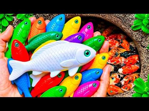 Amazing Catch Beautiful Aquarium Fish in a Small Pond Discus, Guppies, Pufferfish & Turtles 🐠