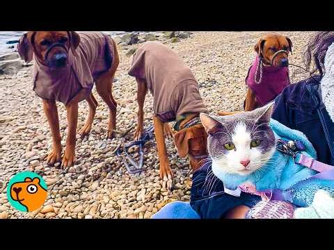 Rescued Cat Walks Like A Dog & Thinks She’s One! | Cuddle Buddies