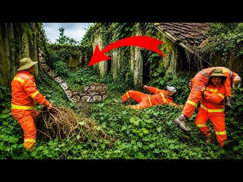 Time Lapse: 72 Hours Abandoned House Cleanup - Giant Python Attacks Workers in an Overgrown House!