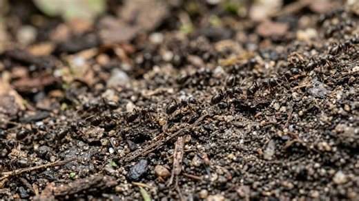 As melhores plantas para afastar formigas do seu jardim naturalmente
