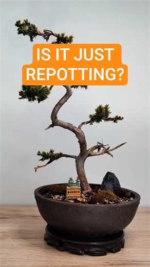 Not Just Repotting! Juniper Bonsai Upgrade. #bonsai #juniper #transformation #bonsaitree