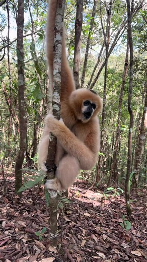 #wildlife #gibbon #monkey #primates #funnyanimals