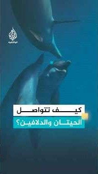 كيف تتواصل الدلافين والحيتان فيما بينها؟