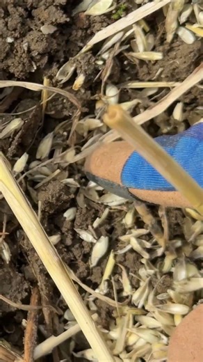 Not Every Find Is Ancient... But still happy with it :) #lionheartdetecting #metaldetecting