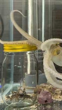 Are Octopuses Actually Smart?