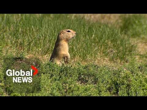 Canadian government allows temporary use of gopher poison in Alberta, Saskatchewan