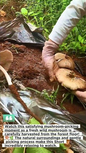 Mesmerizing Mushroom Harvest in the Wild! 🍄🌿 #satisfying