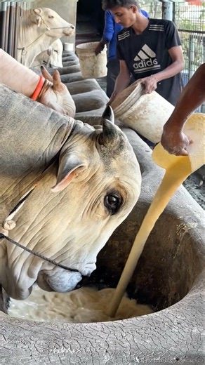 Cracked, Boiled Corn Goes Into the Bull’s Feed Bowl!