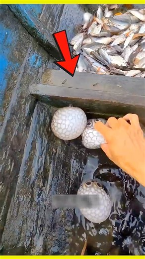 Fish ? 😱