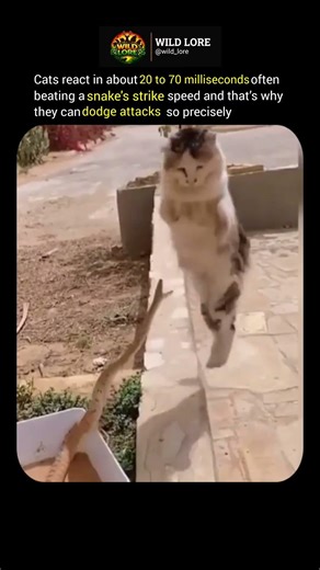 this is why cats can dodge snake attacks 😳 #shorts