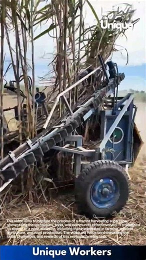 Sugarcane Harvesting in Action: Tractor Cuts and Collects Tall Cane in the Field