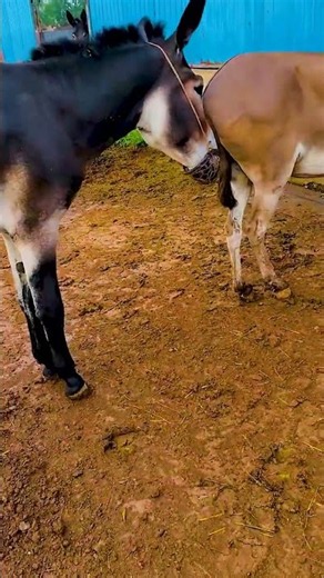 Funniest Donkey Ever Donkey Training the fun way 79