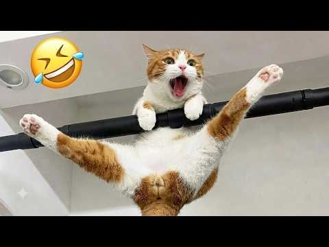 Try Not To Laugh 😅 Funniest Cats and Dogs 😹 Funny Animals 2026 #5