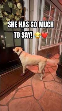 Labrador Retriever Rings Her Best Friend’s Doorbell in the Cutest Video You’ll Watch Today ❤️