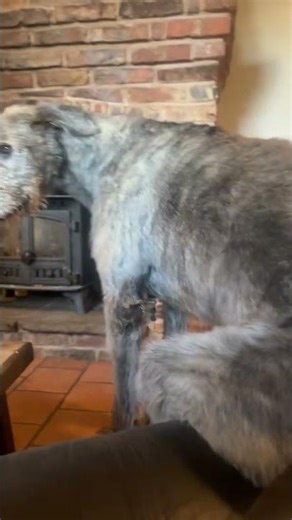 Irish Wolfhound Takes A Seat || ViralHog
