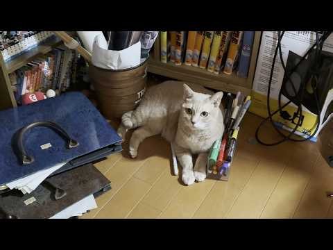 息子の近くが安心できる猫