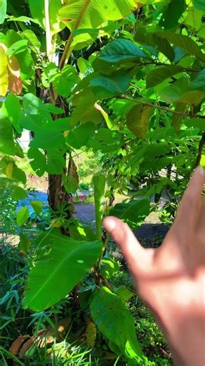 Chú tắc kè màu sắc đẹp quá #gecko #kucing #tắc_kè #bebek #tokek #kucinglucu #animalshorts