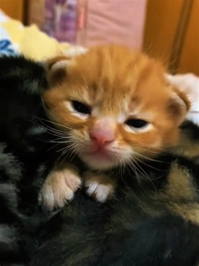 Tiny kitten with big attitude — funny angry kitten clip