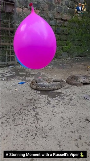 A Stunning Moment with a Russell’s Viper #animals #wildliferescue #wildlife #snake #cobra