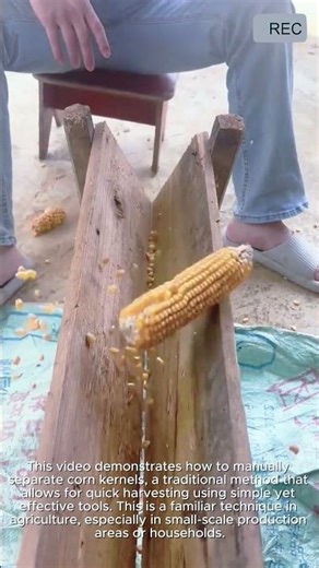 Manual Corn Kernel Removal Fast Traditional Farming Skill