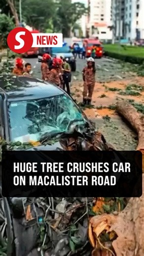 Moment family of three narrowly escapes death as tree crashes onto car on Macalister Road