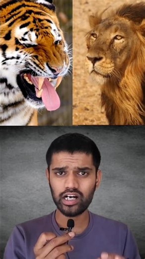Tiger Vs Lion ?