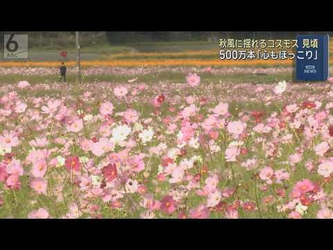 約５００万本のコスモス見頃　秋風に揺れる姿に「心もほっこり」　兵庫・丹波市